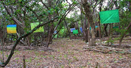 The Austin Art Market